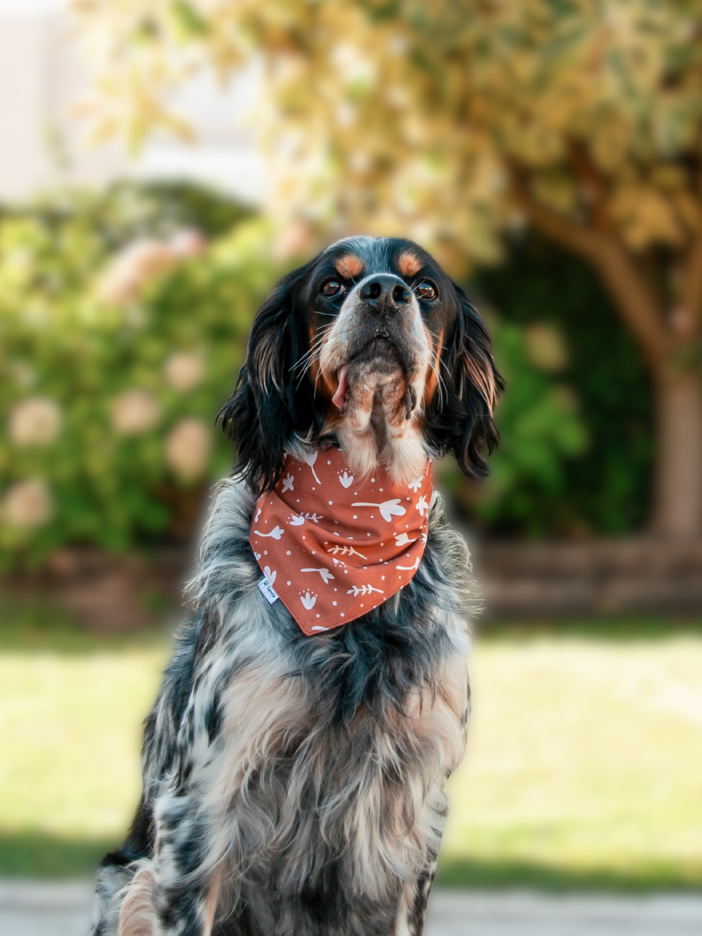 Bandana Folhas de Outono