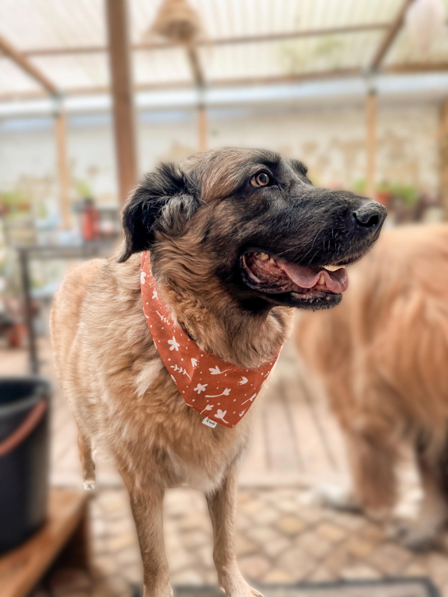 Bandana Folhas de Outono